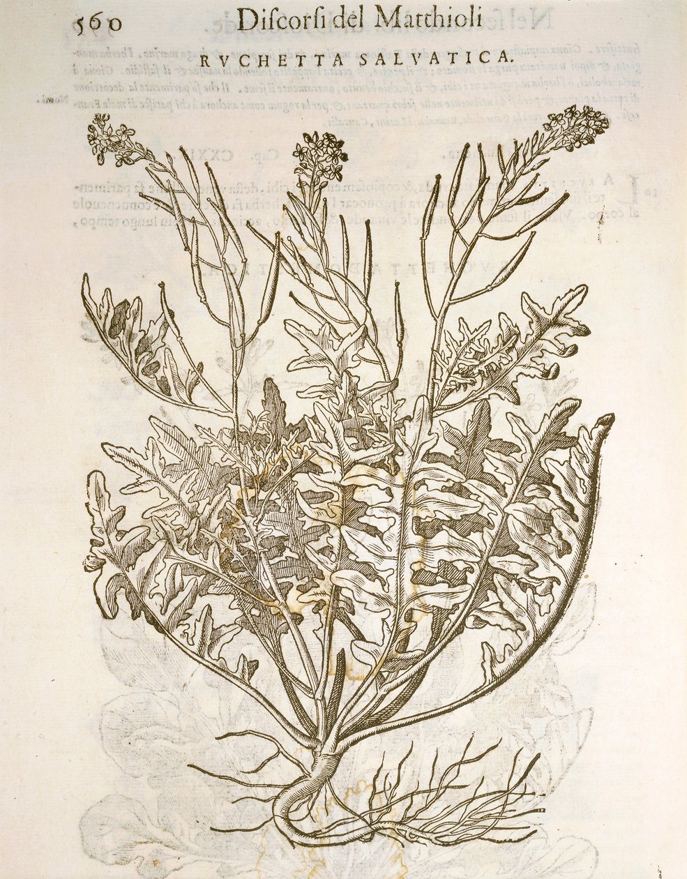 Roquette (Eruca sativa), gravure par Pier Andrea Mattioli - Pietro Andrea Mattioli