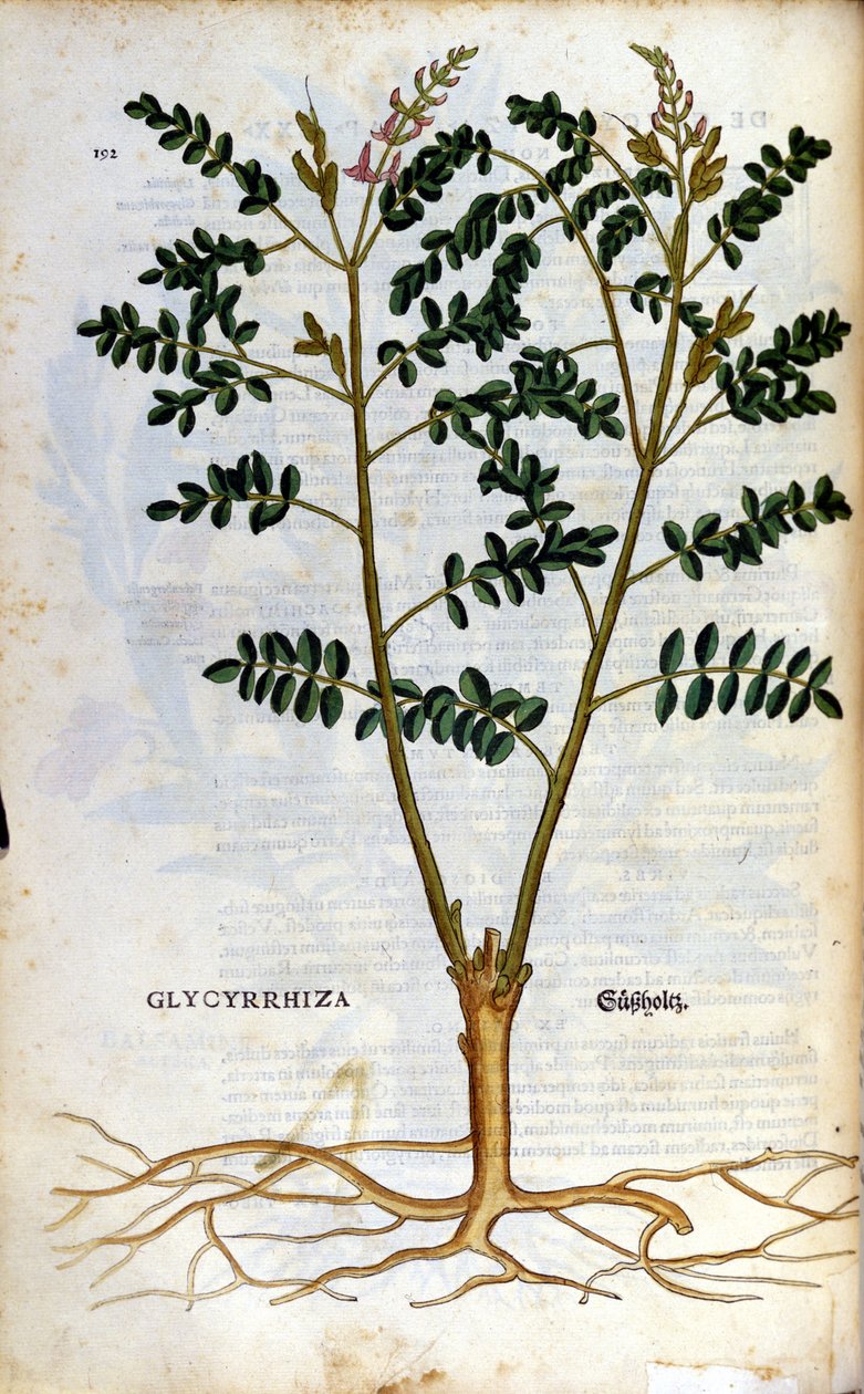 La réglisse. Gravure - dans "Kreutterbuch Dess Hochgelehrten unnd weitberuhmten Herrn D. Petri Andreae Matthioli" par Pietro Andrea Mattioli (Matthiole) (1500-1577). Francfort - Pietro Andrea Mattioli