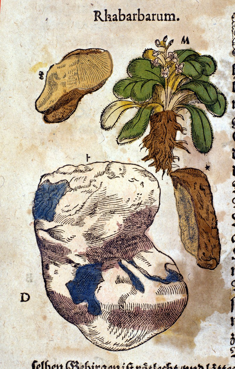 La rhubarbe. Gravure - dans "Kreutterbuch Dess Hochgelehrten unnd weitberuhmten Herrn D. Petri Andreae Matthioli" par Pietro Andrea Mattioli (Matthiole) (1500-1577). Francfort - Pietro Andrea Mattioli