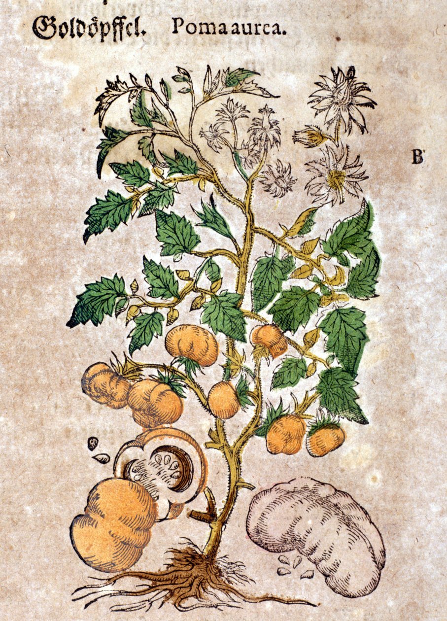 Tomate. Gravure - dans «Kreutterbuch Dess Hochgelehrten unnd weitberuhmten Herrn D. Petri Andreae Matthioli» par Pietro Andrea Mattioli (Matthiole) (1500-1577). Francfort - Pietro Andrea Mattioli
