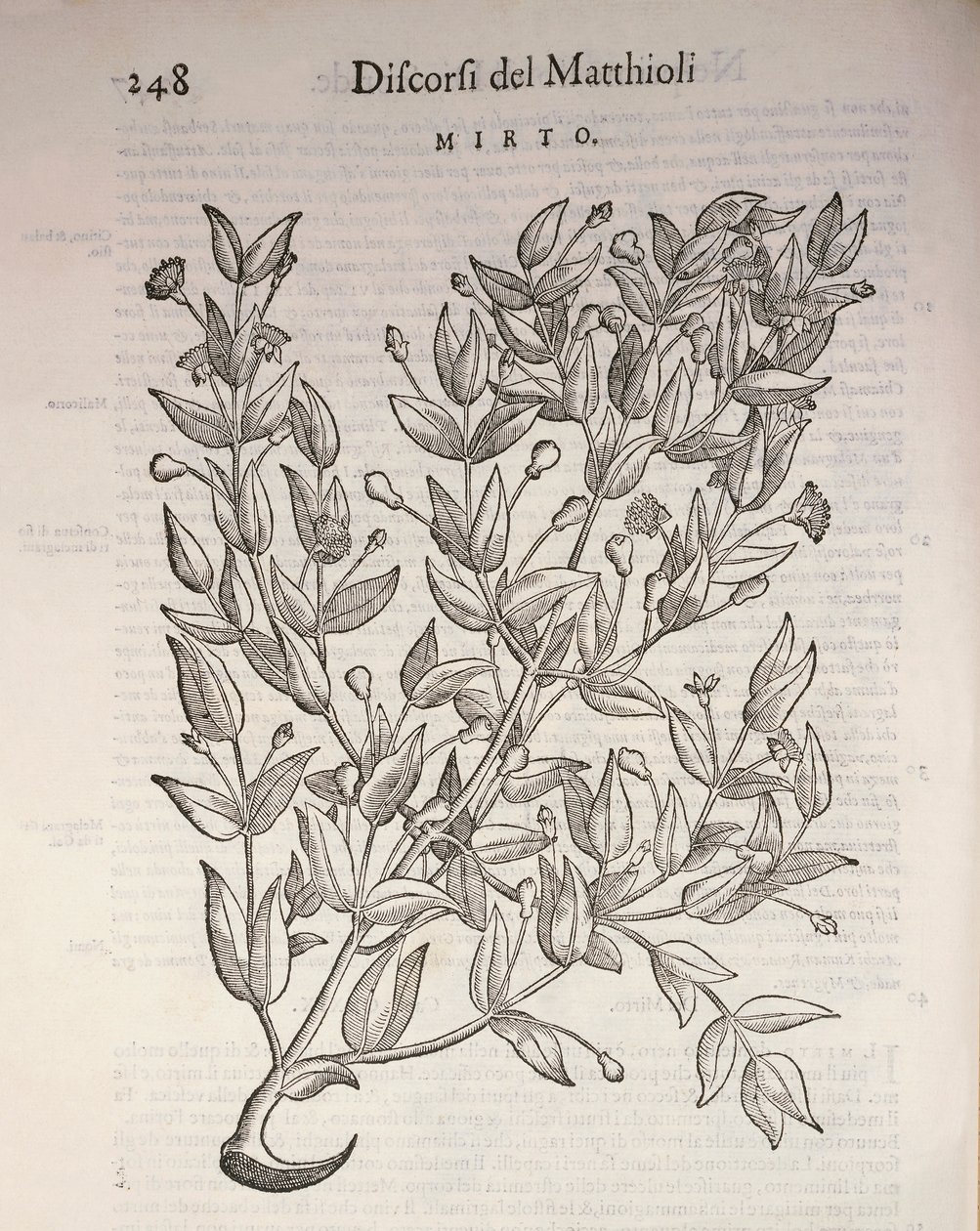 Véritable myrte (Myrtus communis), gravure de Pier Andrea Mattioli - Pietro Andrea Mattioli
