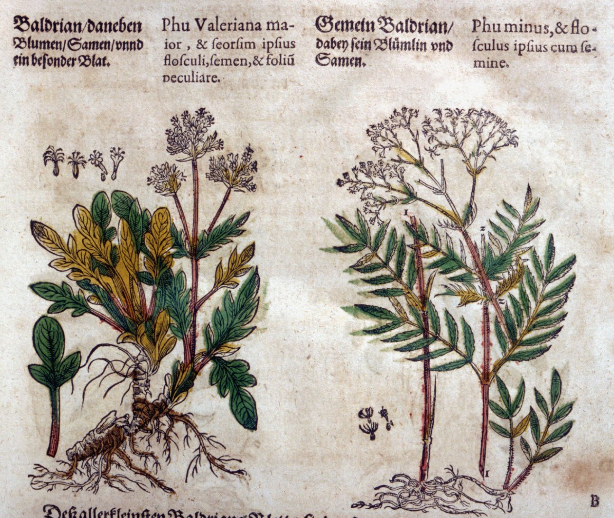 Valériane : deux espèces avec description de la plante - Pietro Andrea Mattioli