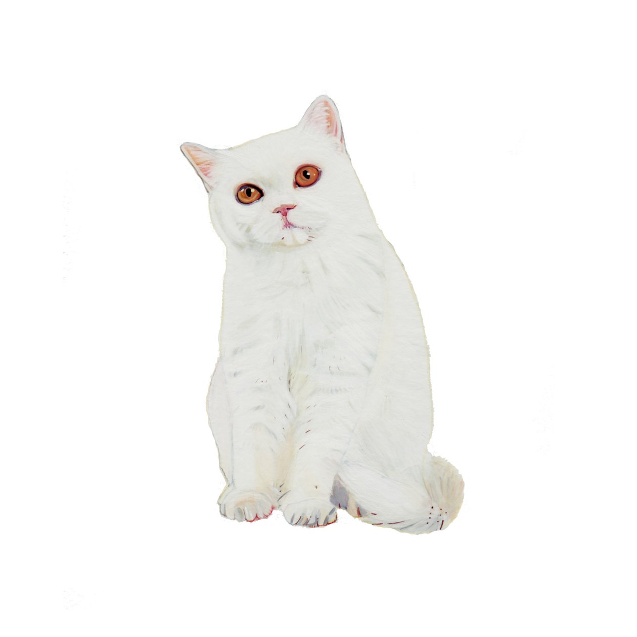 British Shorthair White, 2014 (aquarelle et gouache sur papier) - Polly Horner