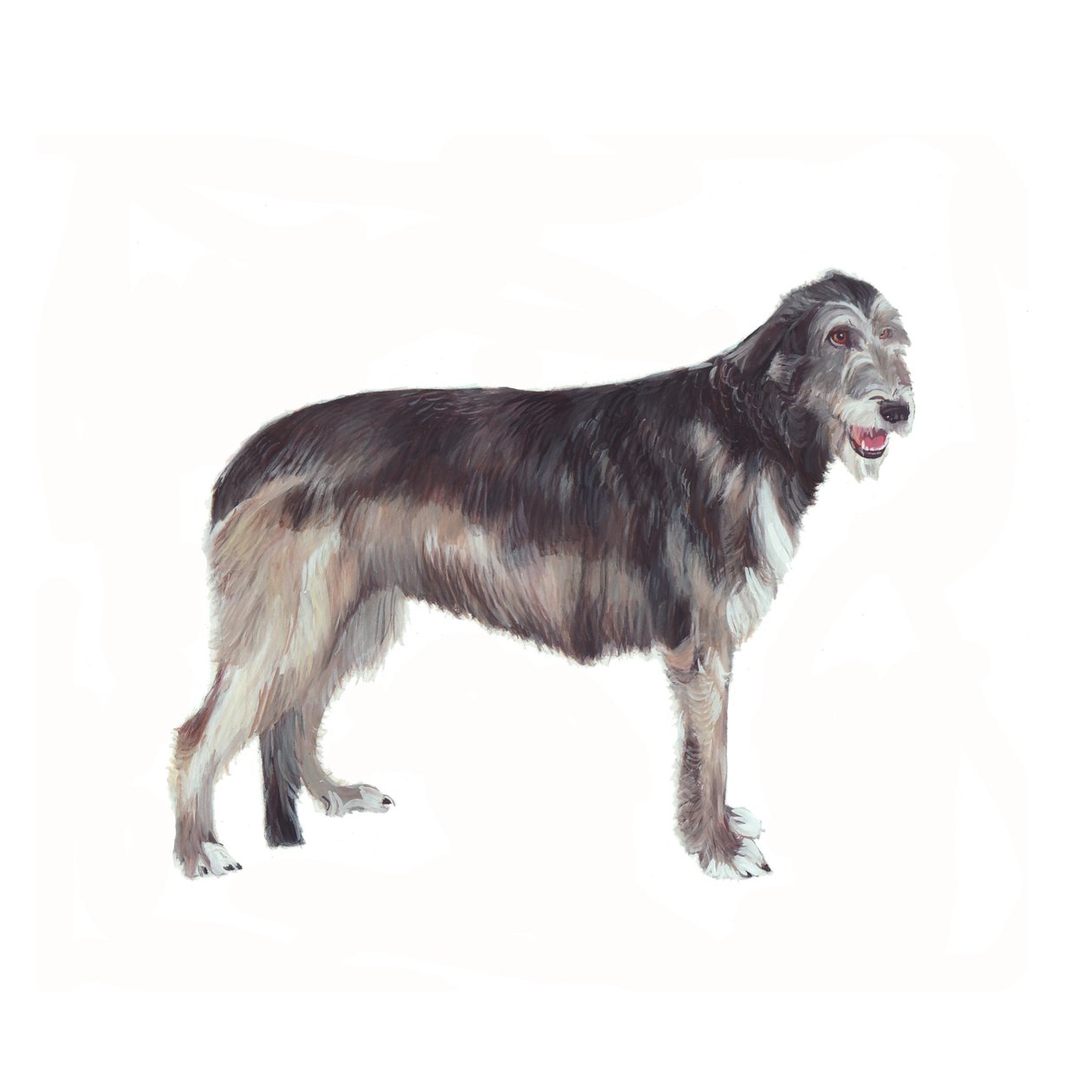 Irish Wolfhound, 2011 (aquarelle et gouache sur papier) - Polly Horner