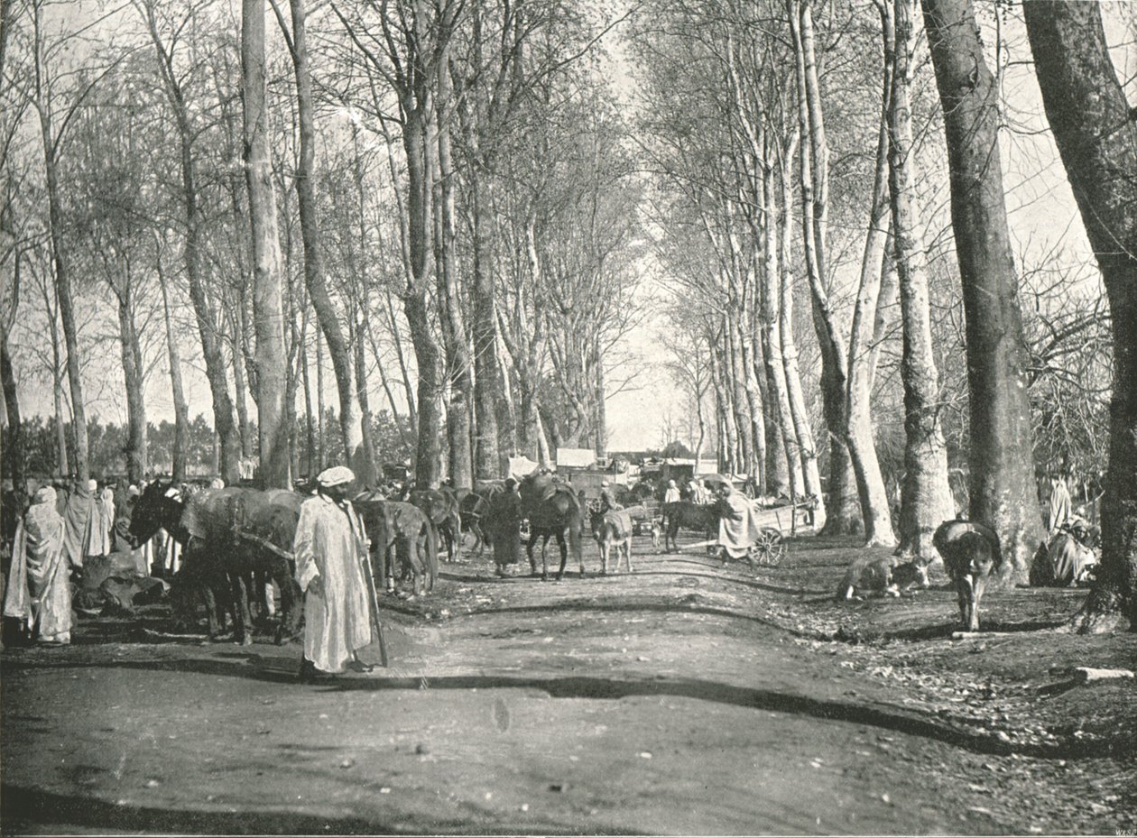 Foire et marché arabe, Boufarik, Algérie, 1895 - Poulton and Co