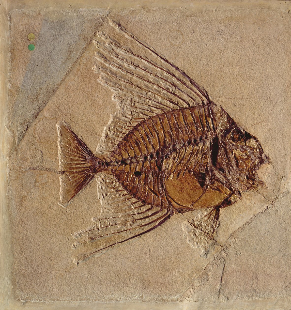 Poisson (fossile) - Prehistoric
