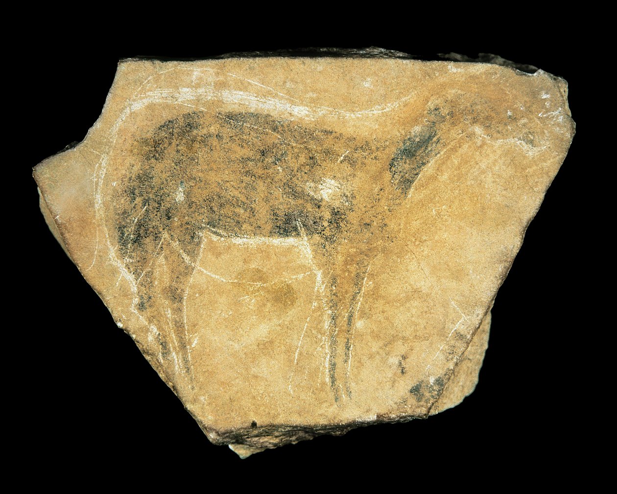 Biche noire, Grotte de Parpalló, Espagne, Paléolithique supérieur - Prehistoric Prehistoric