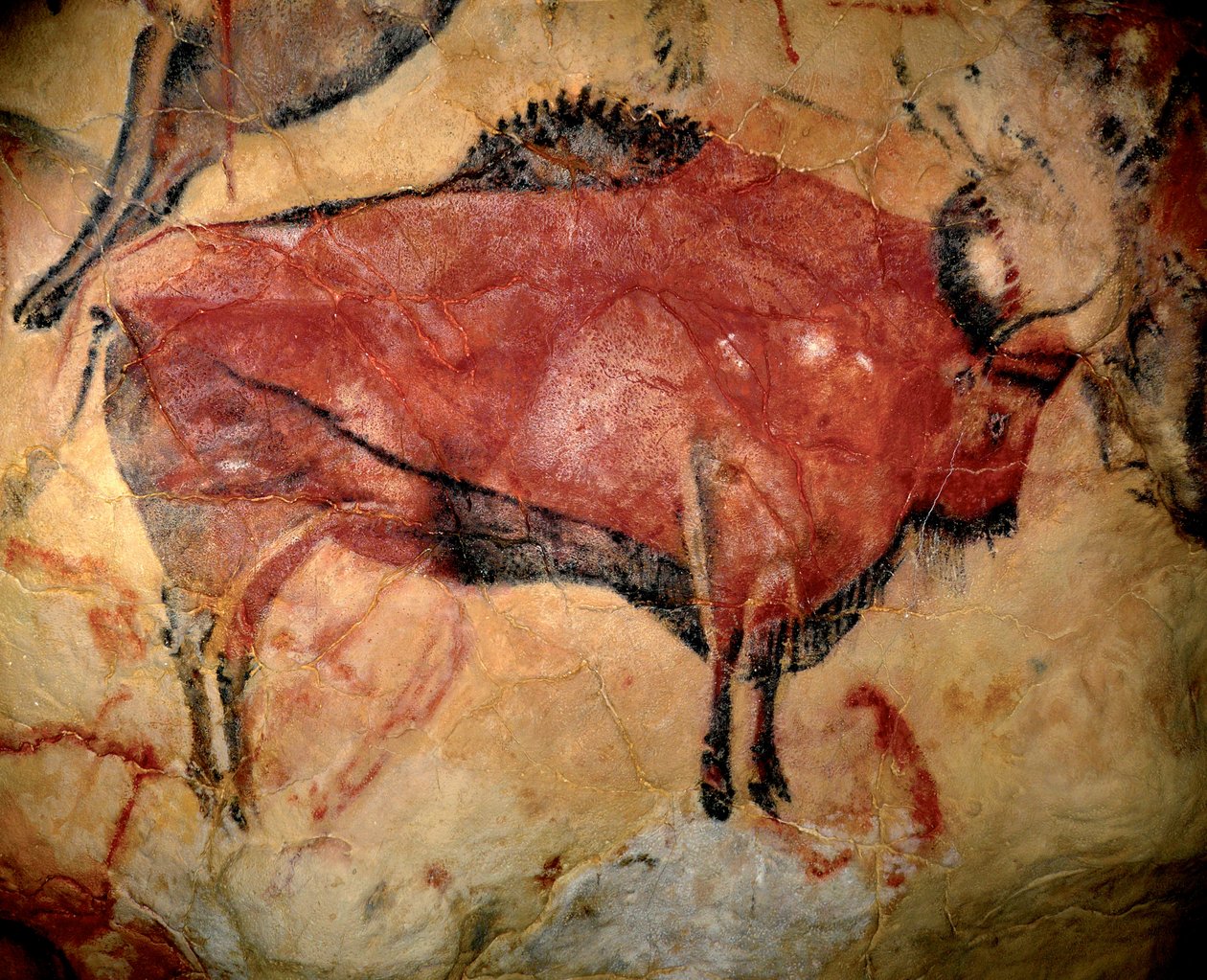 Prehistoire, art du Paleolithique superieur : un bison ou auroch, peinture parietale dans la grotte d