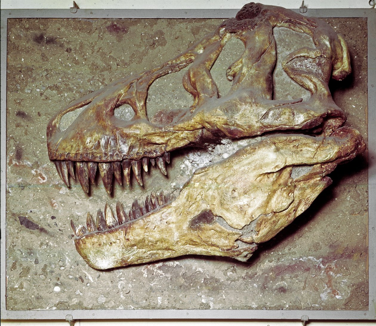 Préhistoire : crâne de dinosaure Tyrannosaurus rex (T Rex ou tyrannosaure). Période du Crétacé. Museo civico di storia naturale, Milan - Prehistoric Prehistoric