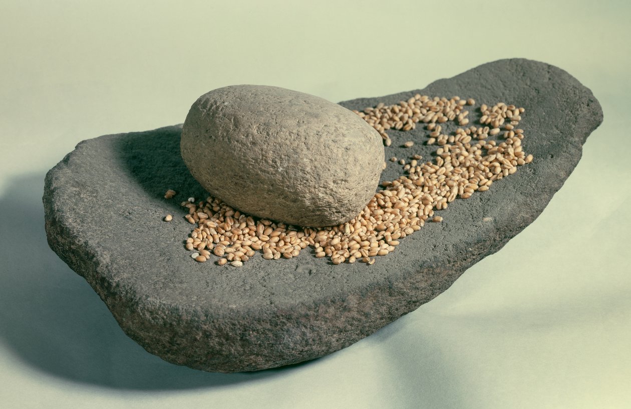 Préhistoire : Roue dormante avec des grains - Prehistoric Prehistoric