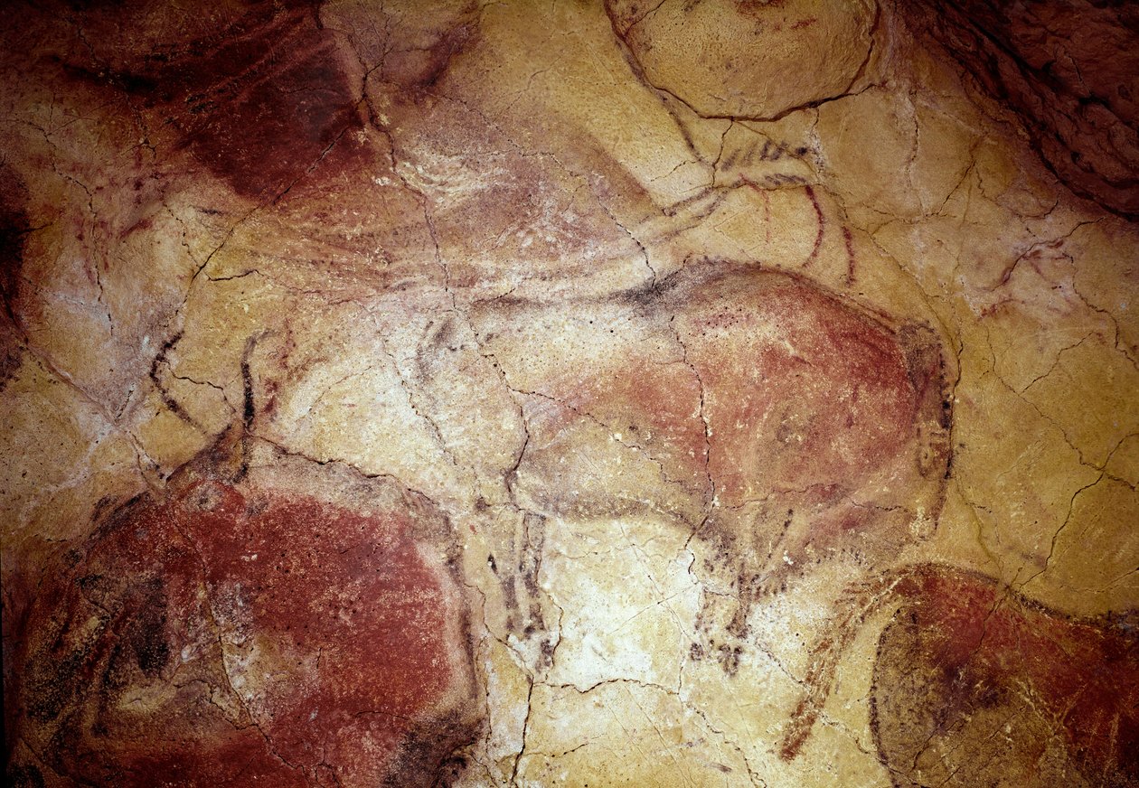 Préhistoire : « bison au repos » peinture rupestre du Paléolithique supérieur (Magdalénien) (entre 16500 et 14000 ans avant notre ère) Âge de pierre. Grotte de Bison, Altamira, Santander, Espagne - Prehistoric Prehistoric