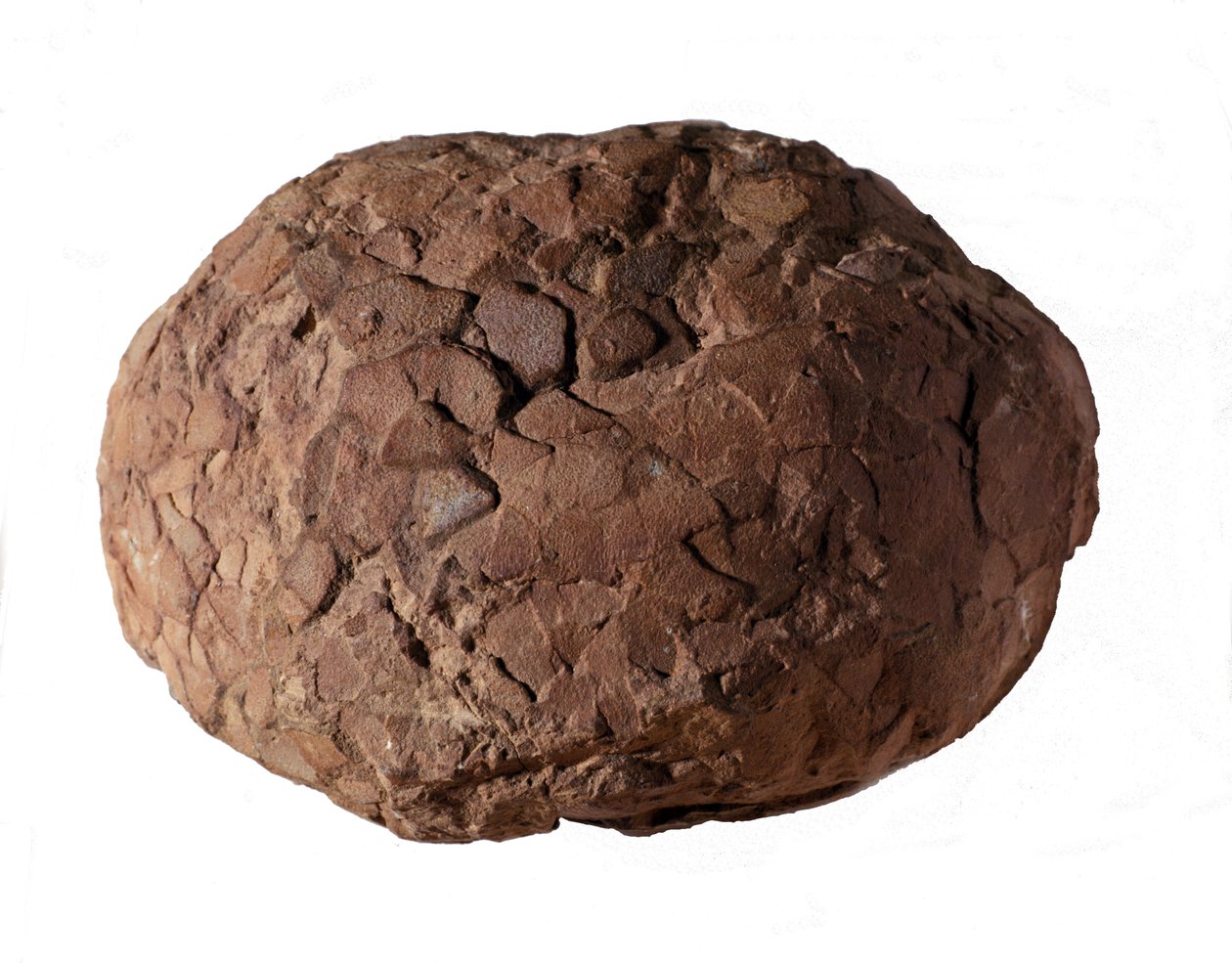 Préhistoire : œuf de dinosaure trouvé en Provence. Ère mésozoïque, période jurassique - Prehistoric Prehistoric