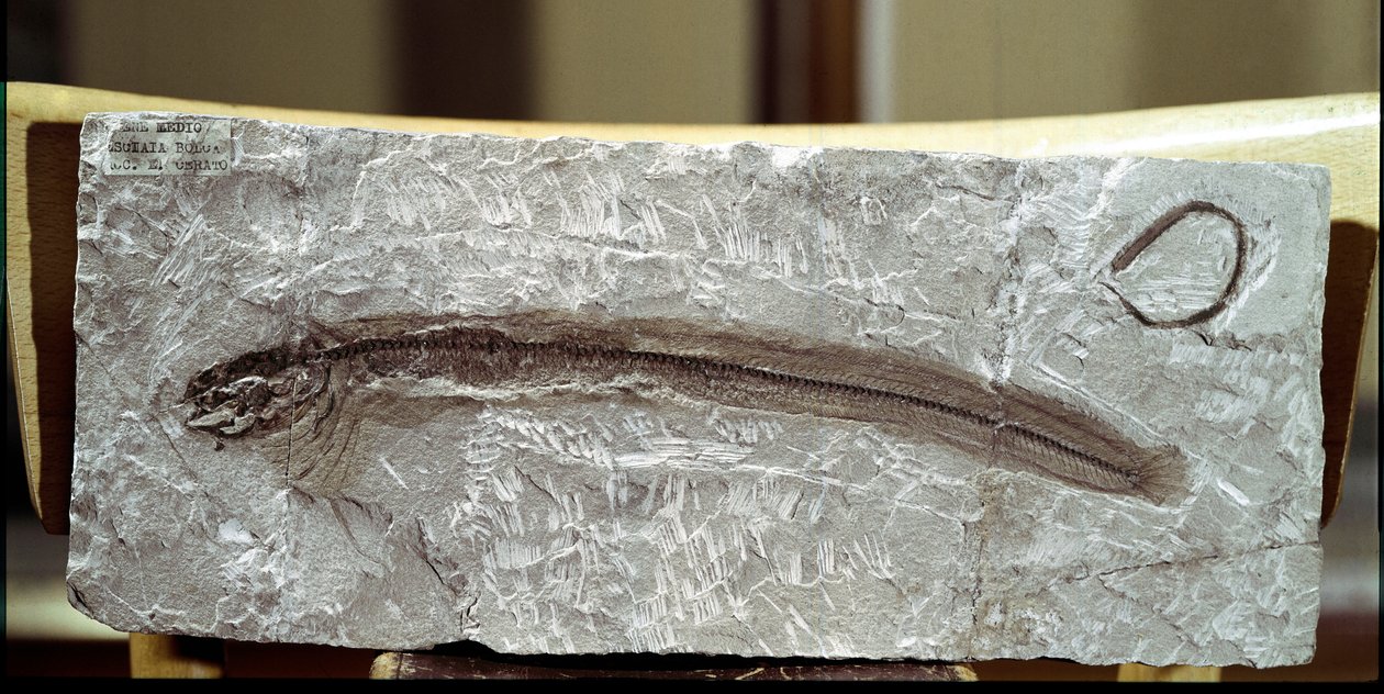 Préhistoire : fossile de poisson Eomirus Formosissimus du site du Mont Bolca (Italie) - Prehistoric Prehistoric