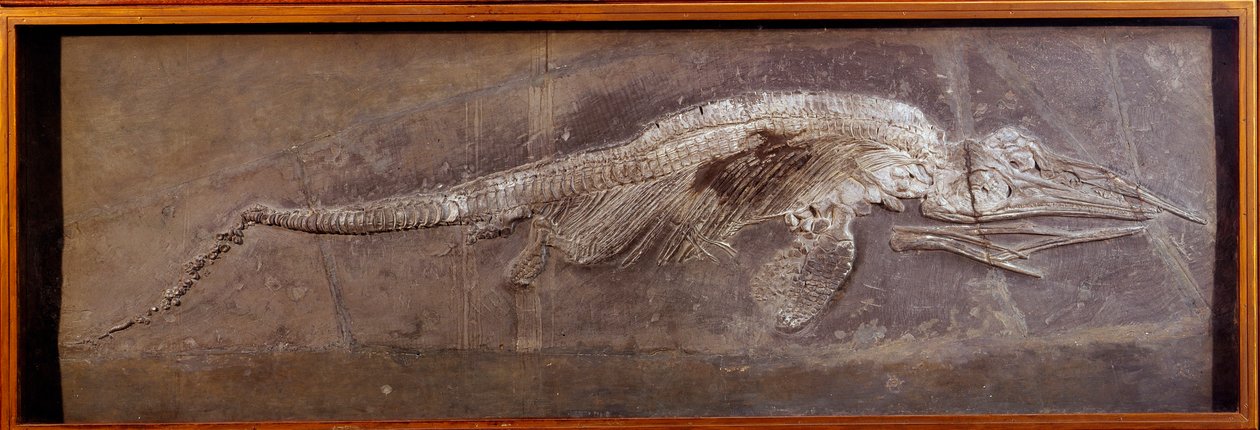 Préhistoire : fossile de Pareiasaur, animal préhistorique, Paris, musée d