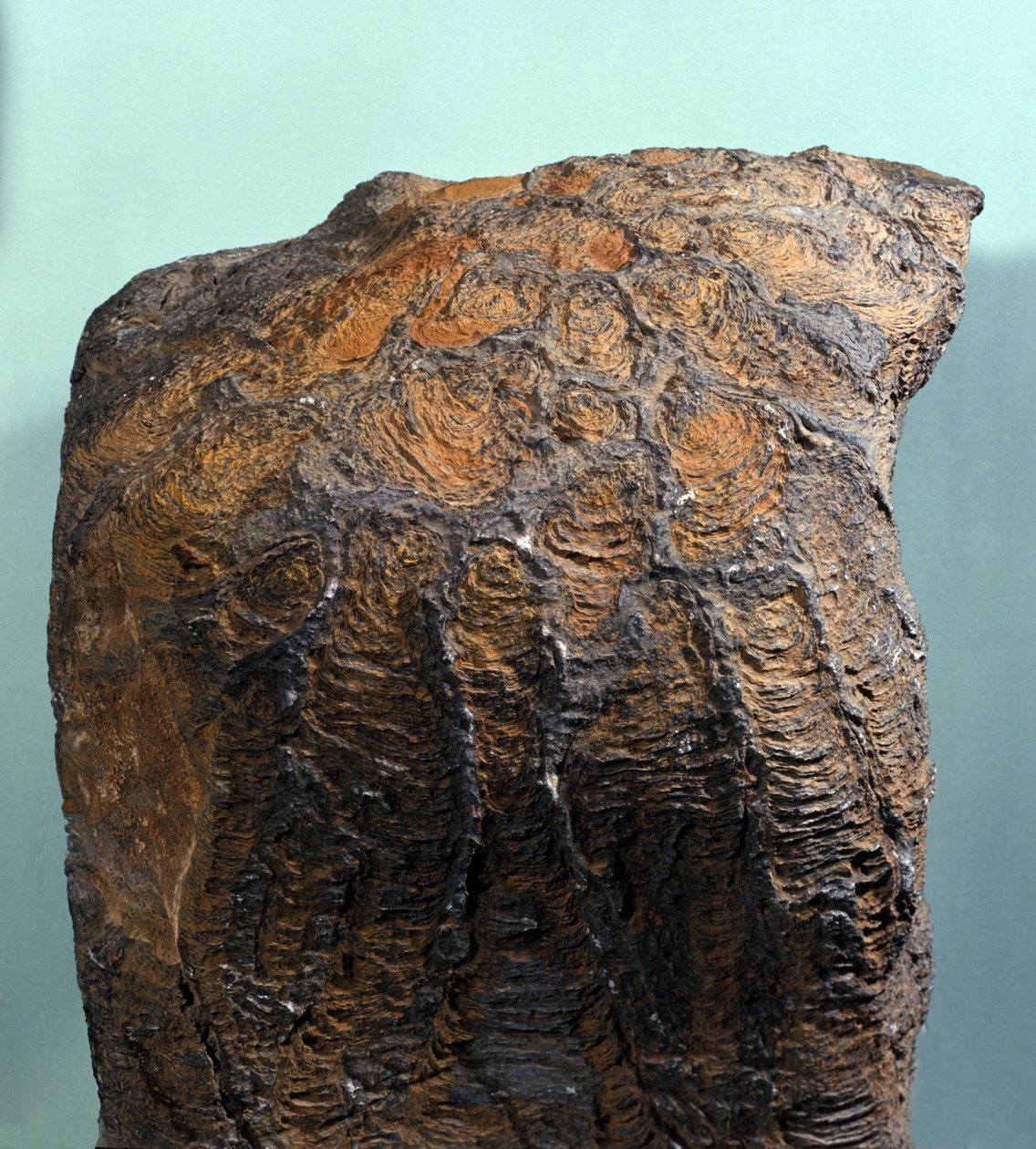 Préhistoire : fossile de Stromatolite (ou stromatolithe), roche marine, ère archéozoïque. Trouvé en Mauritanie - Prehistoric Prehistoric