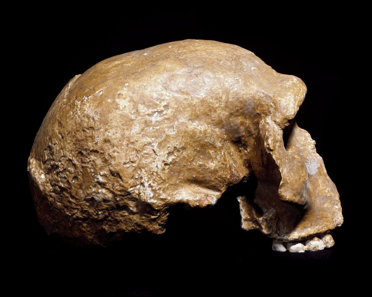Préhistoire : crâne fossile d