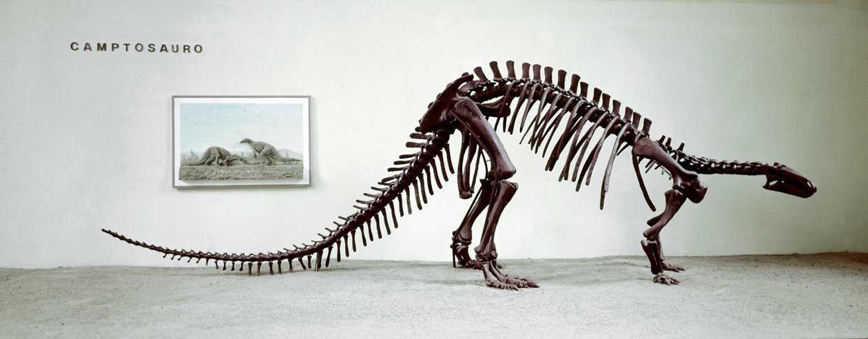 Préhistoire : squelette du dinosaure camptosaure (Camptosaurus Browni) - Prehistoric Prehistoric