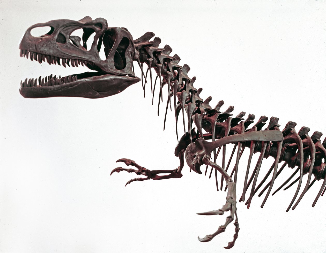 Préhistoire : squelette du dinosaure Allosaurus fragilis. Période du Jurassique supérieur. Museo civico di storia naturale, Milan - Prehistoric Prehistoric
