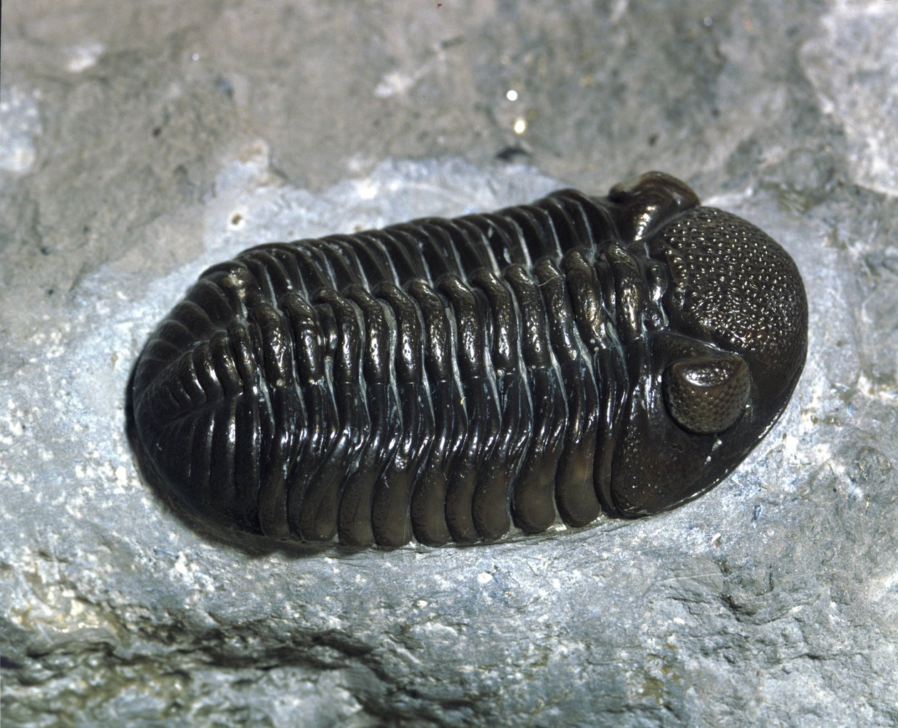 Préhistoire : trilobite Phacops Rana fossile (arthropode). Âge du Paléozoïque, période du Dévonien. Trouvé dans l