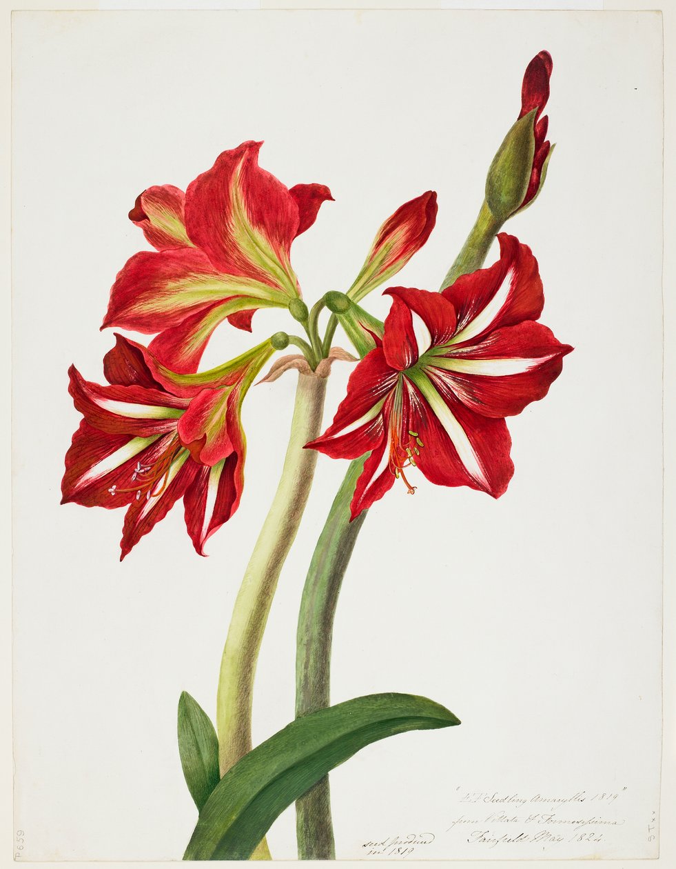 Bury EFSeedlingAmaryllus1819 MIA 6625150 - Priscilla Susan Bury