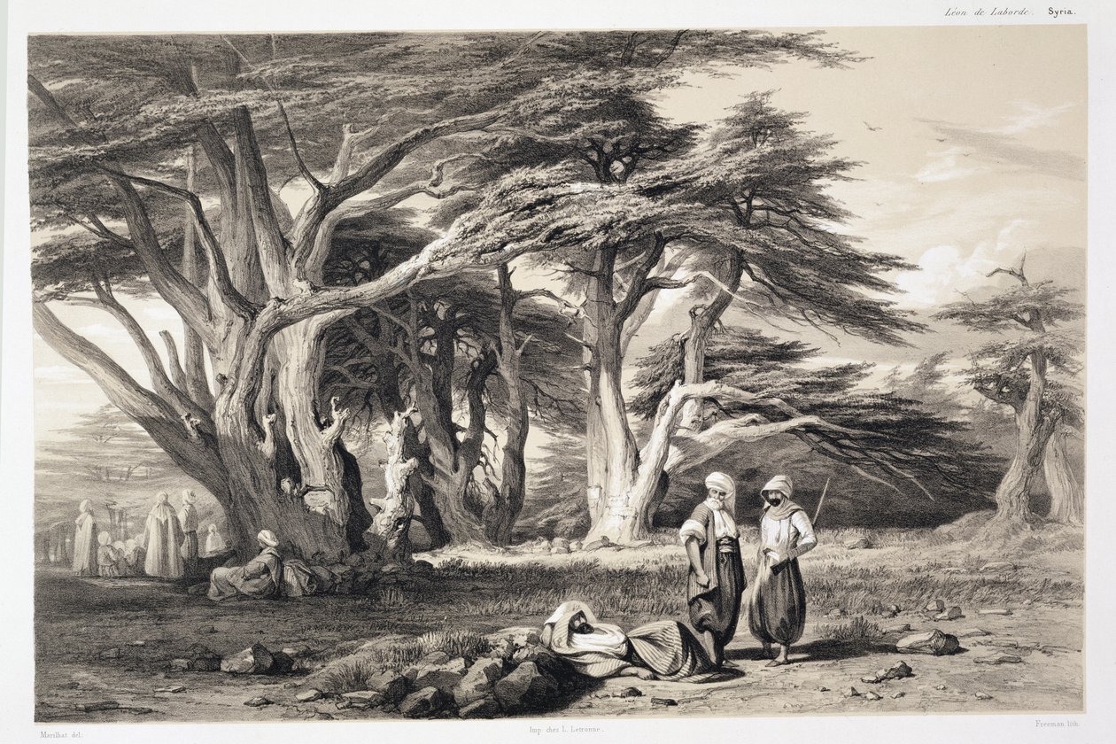 Les cèdres du Liban, gravé par Freeman - Prosper Georges Antoine Marilhat