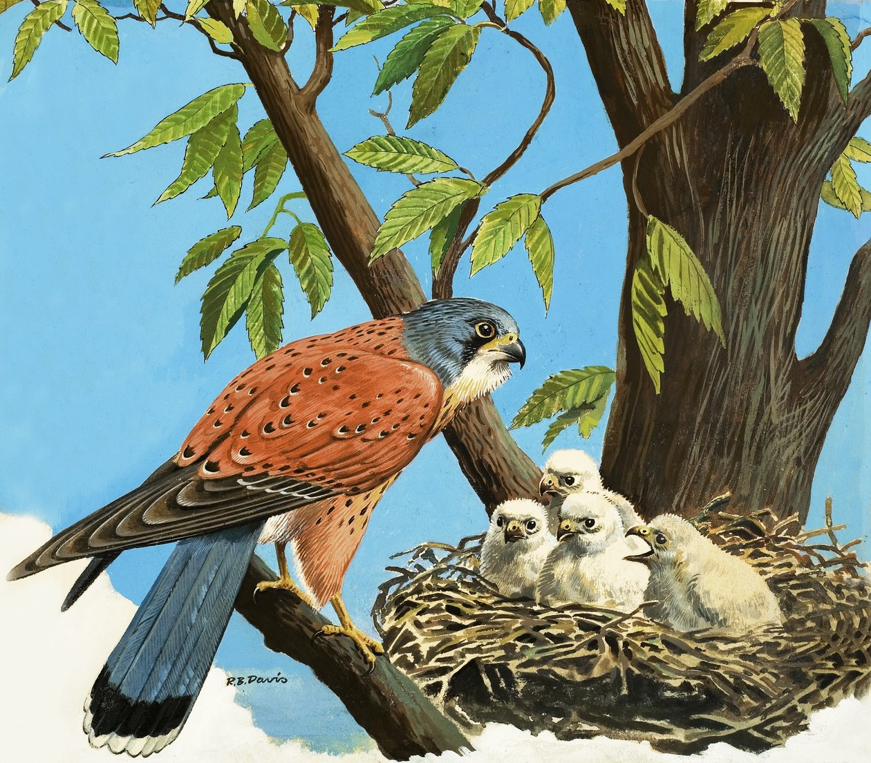 Faucon crécerelle et poussin - R.B. Davis
