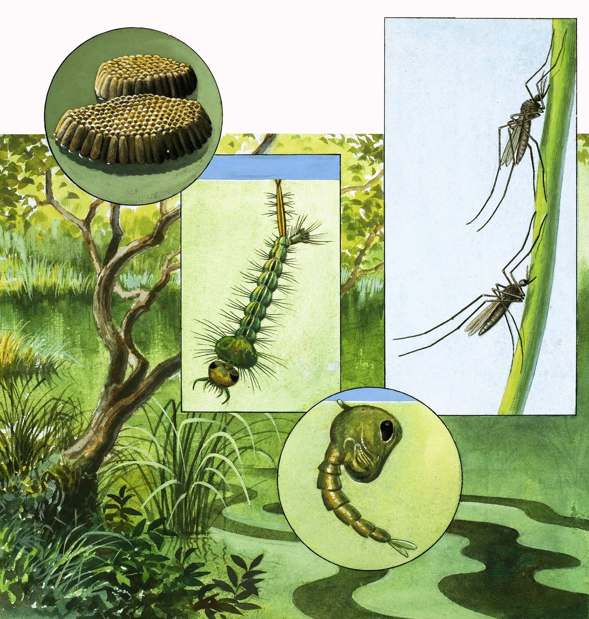 Cycle de vie du moustique - R.B. Davis