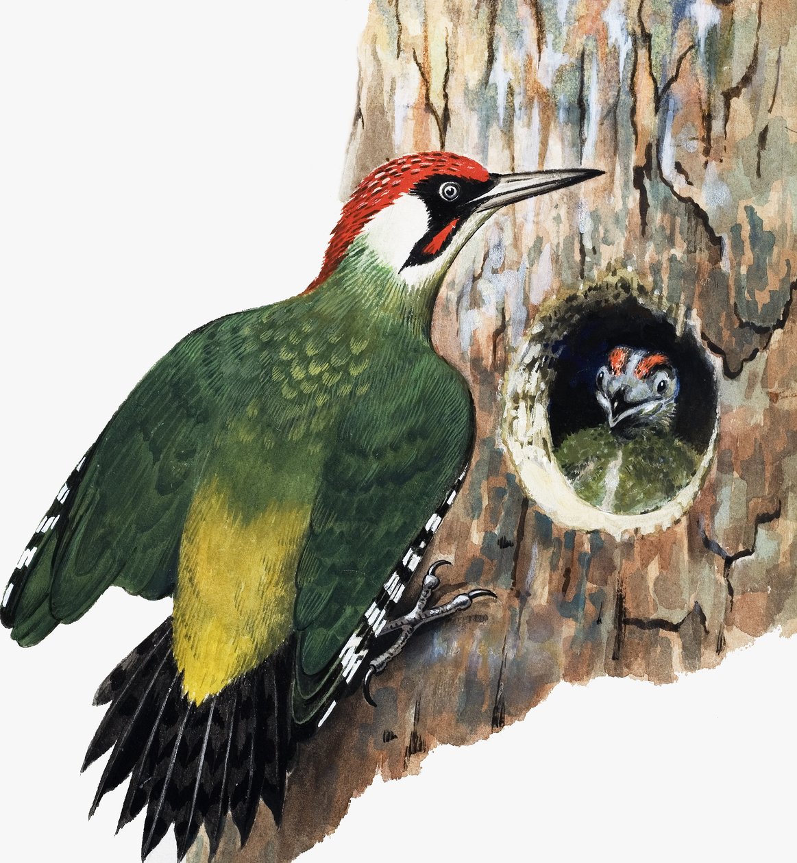 Pic et poussin (gouache sur papier) - R.B. Davis