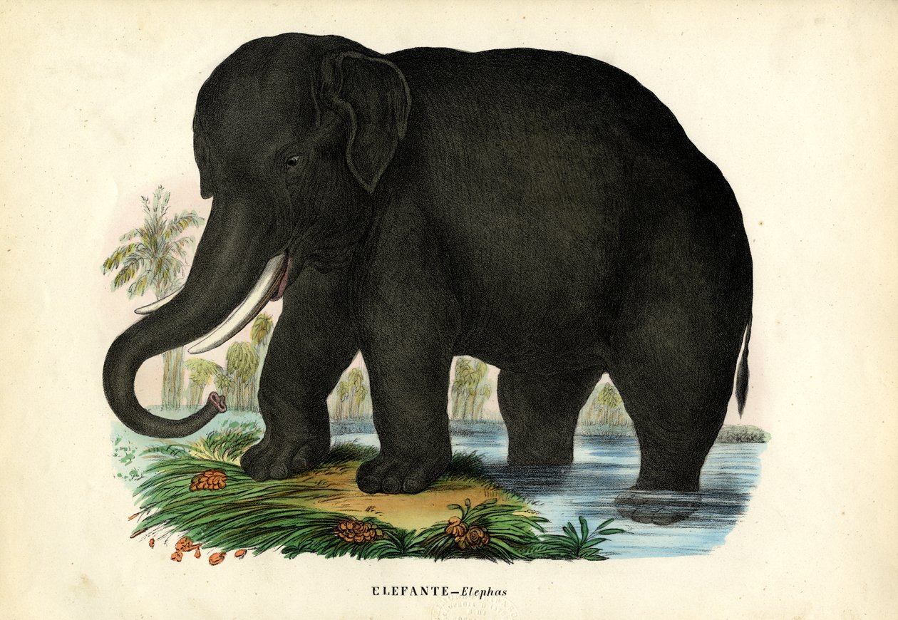 Éléphant d