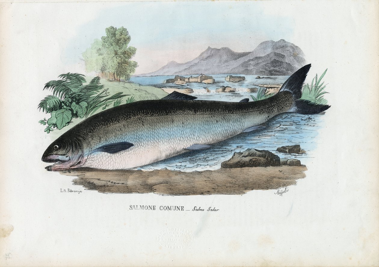 Saumon Atlantique, 1863-79 - Raimundo Petraroja