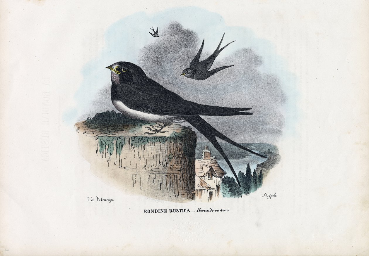 Hirondelle rustique, 1863-79 - Raimundo Petraroja