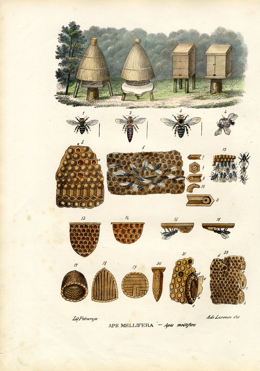 Abeilles, 1863-79 - Raimundo Petraroja