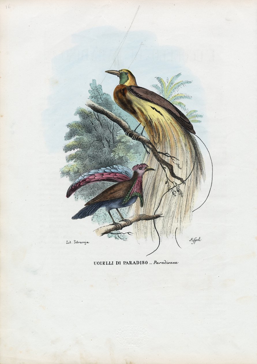 Oiseau de paradis, 1863-79 - Raimundo Petraroja
