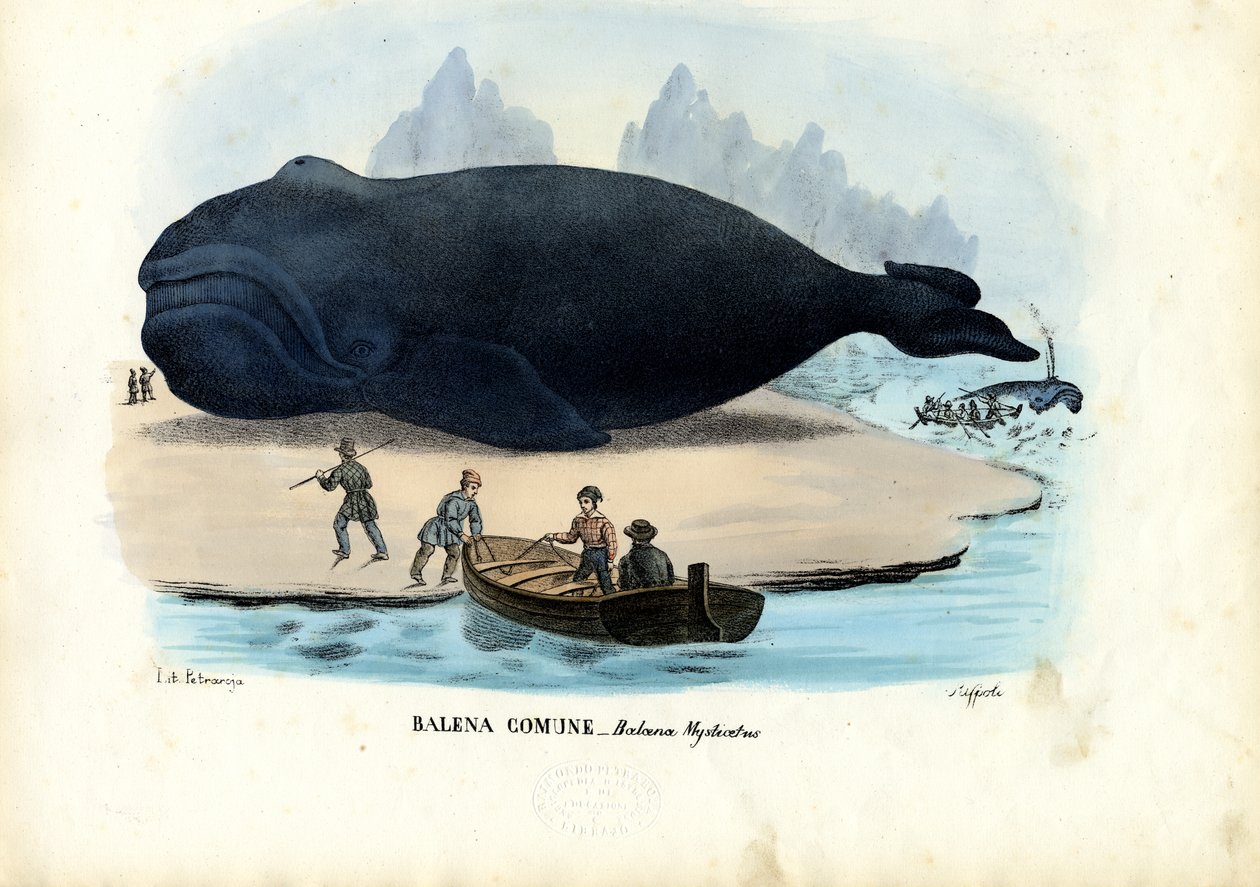Baleine boréale, 1863-79 - Raimundo Petraroja