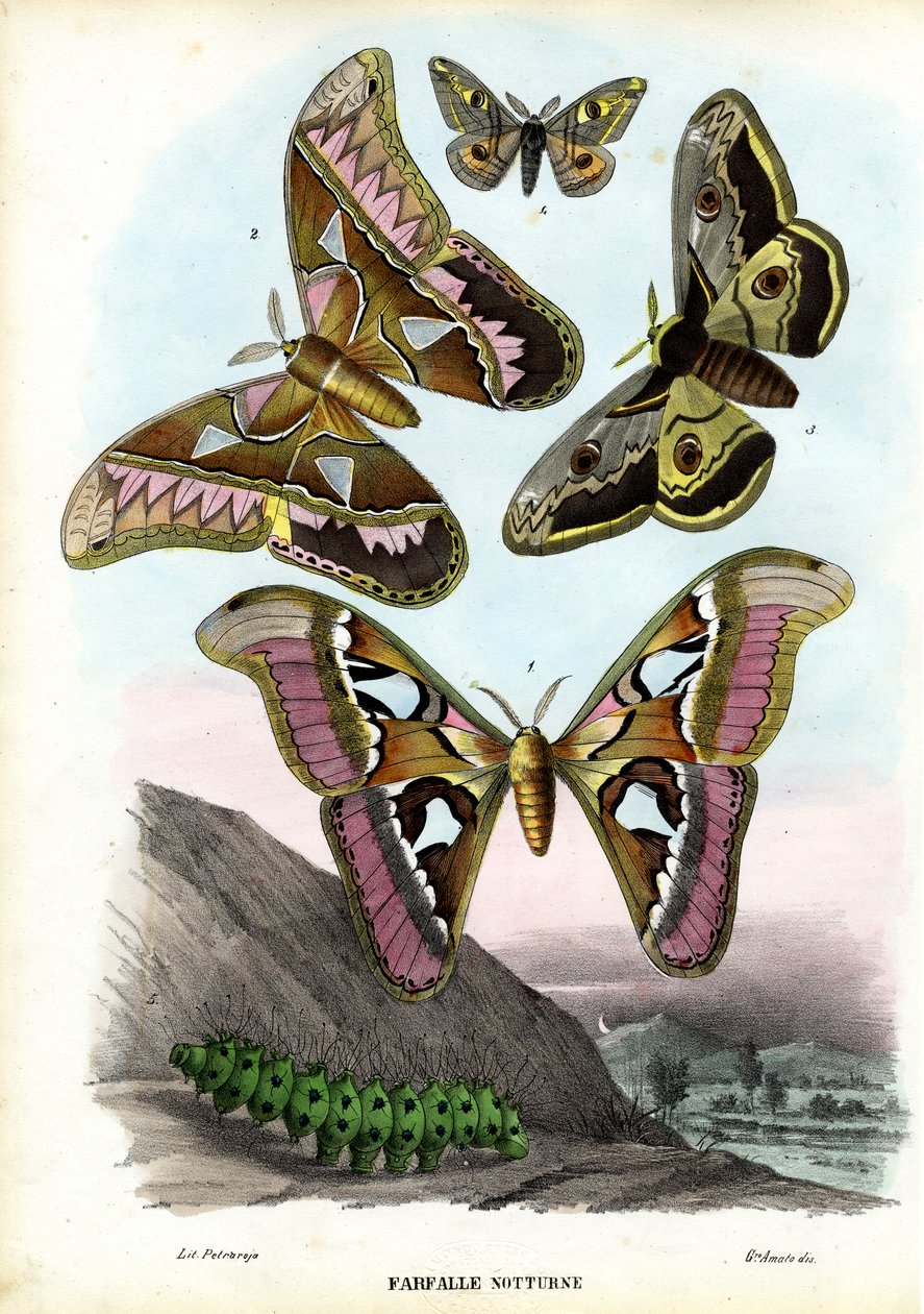 Papillons, 1863-79 - Raimundo Petraroja