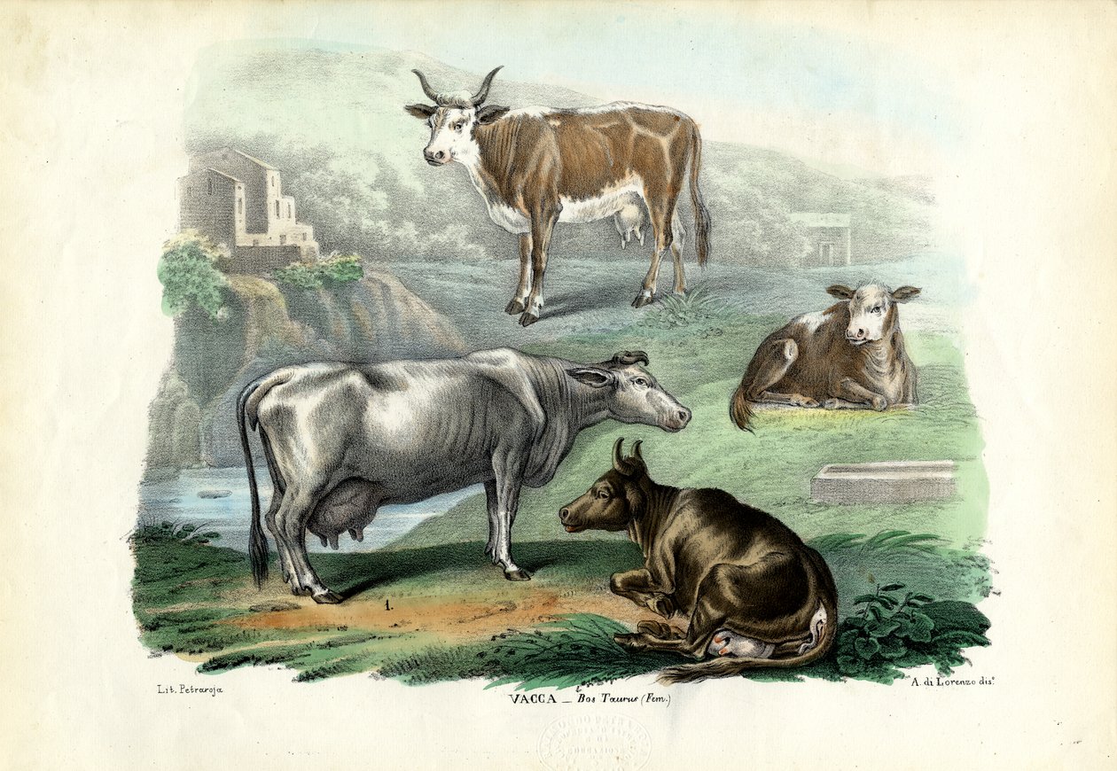 Bétail, 1863-79 - Raimundo Petraroja