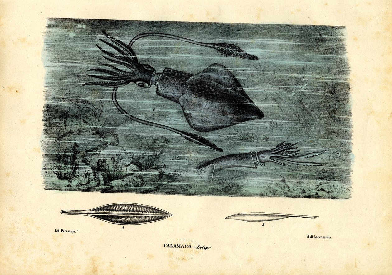 Céphalopodes, 1863-79 - Raimundo Petraroja