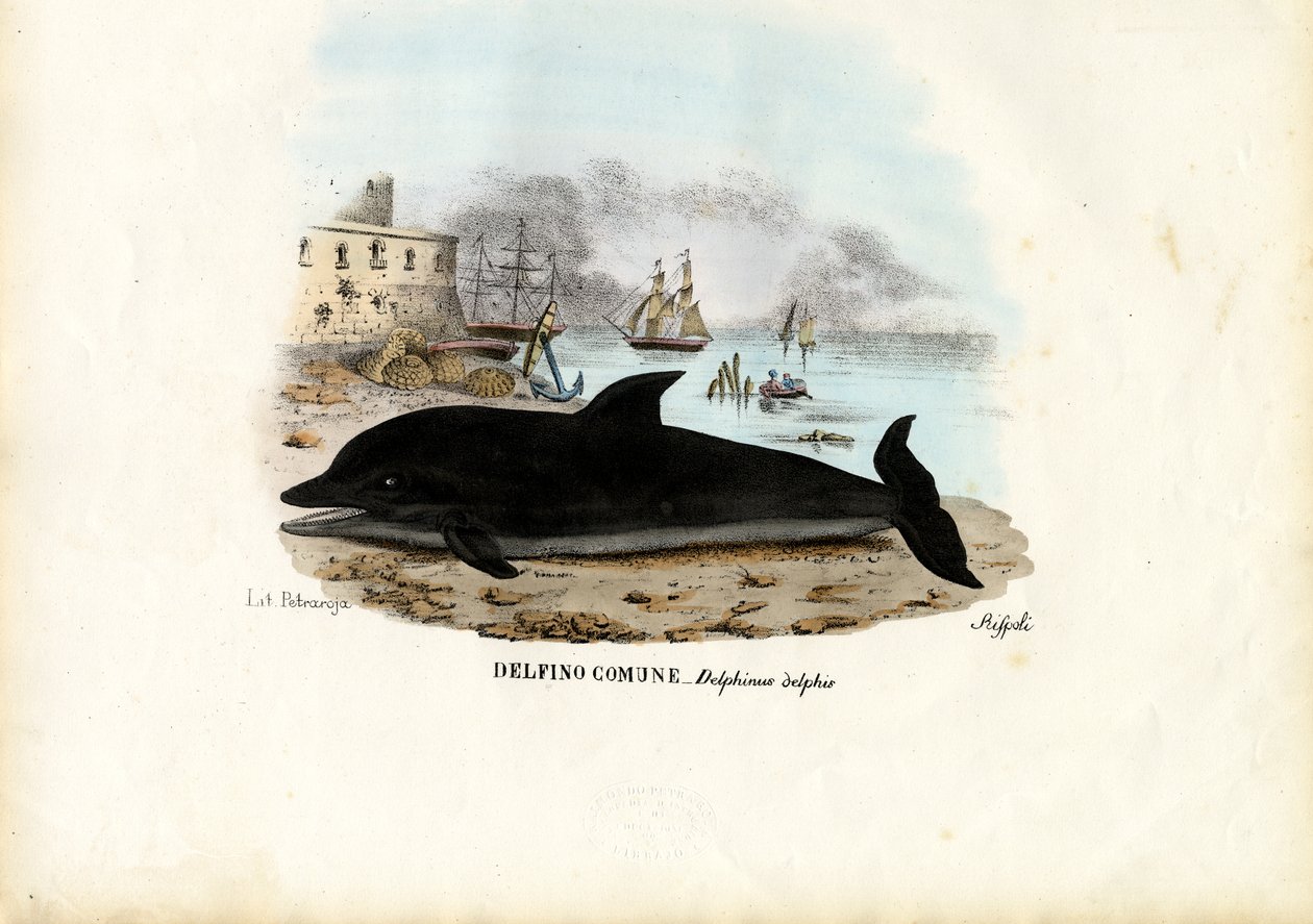 Dauphin commun, 1863-79 - Raimundo Petraroja