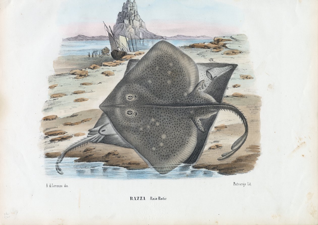 Raie commune, 1863-79 - Raimundo Petraroja