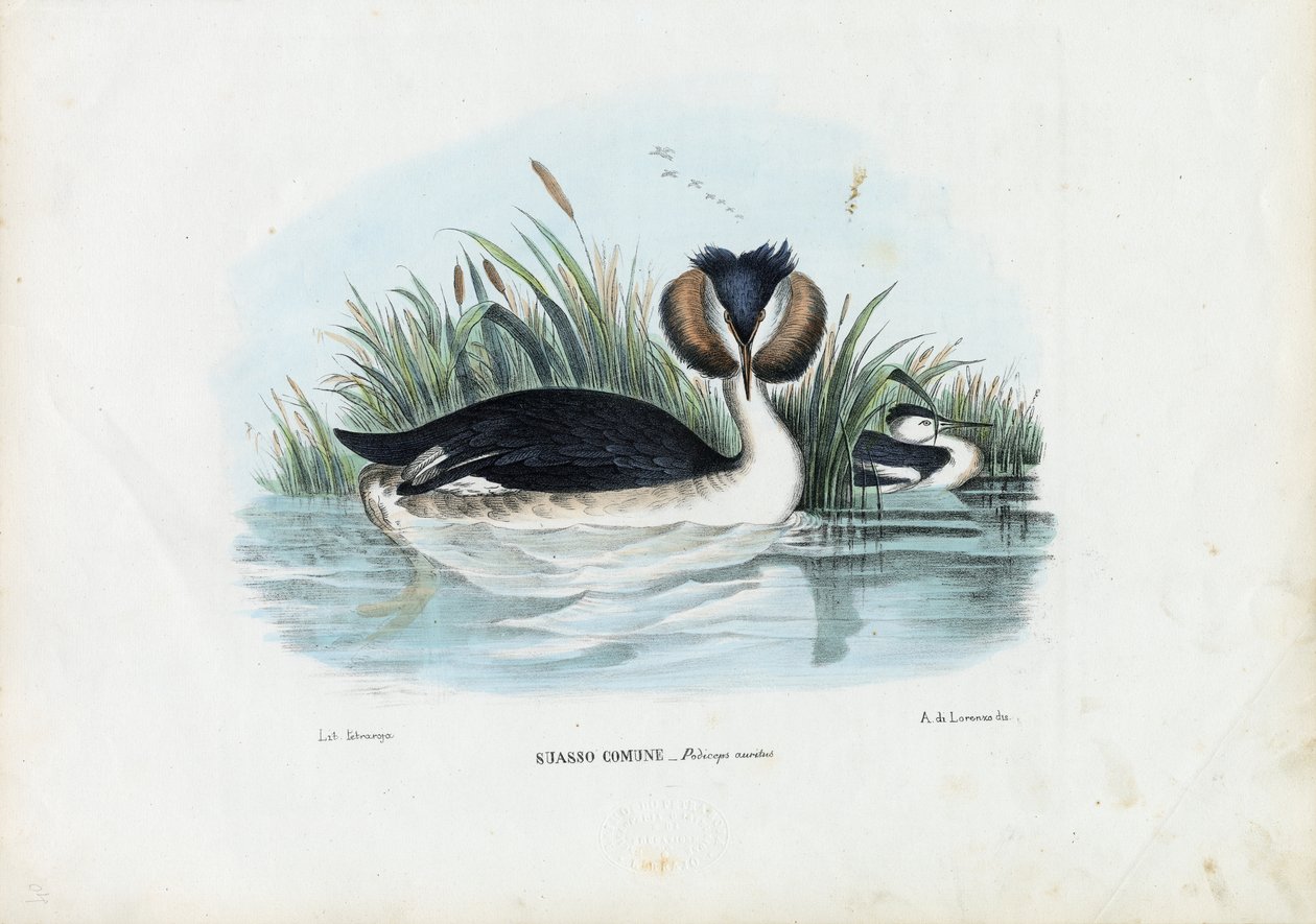 Grèbe huppé, 1863-79 - Raimundo Petraroja