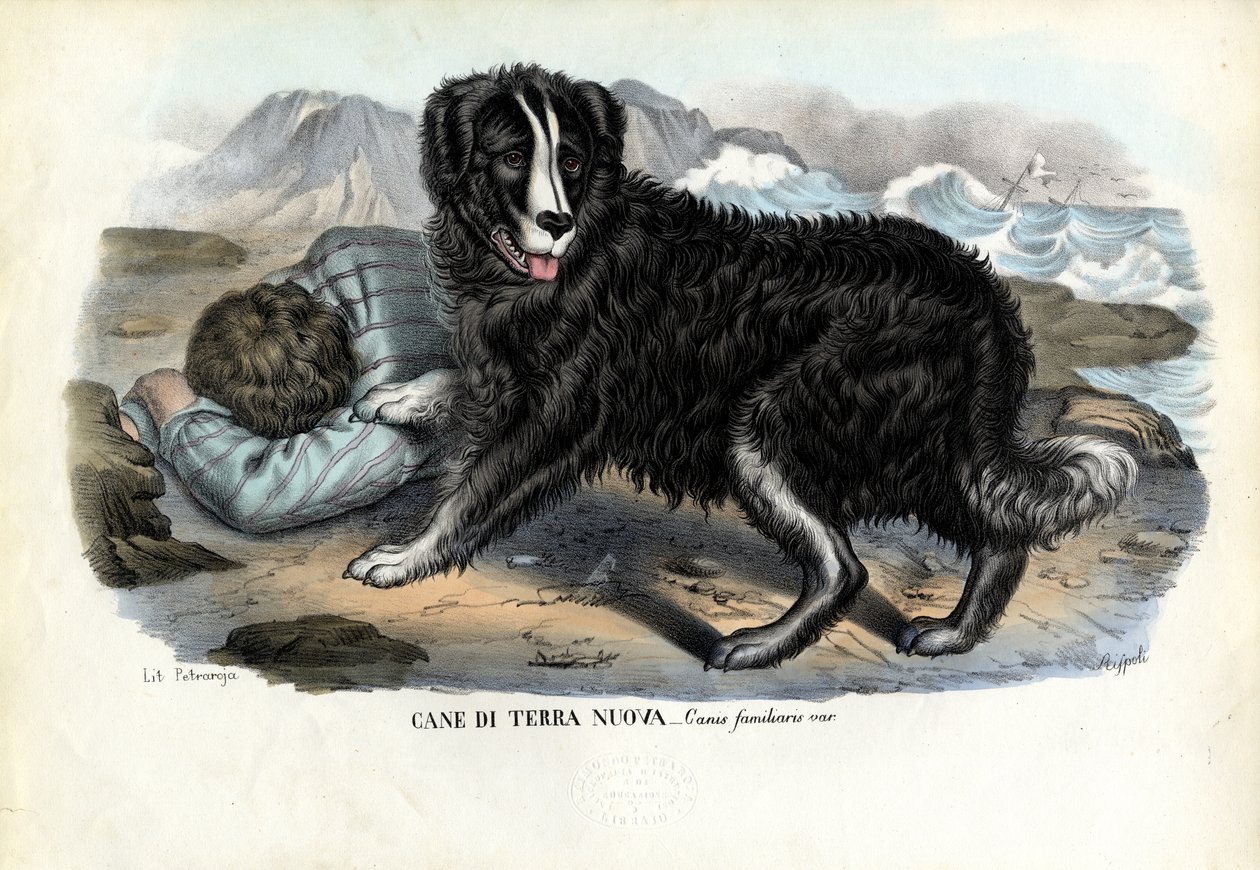 Chiens, 1863-79 - Raimundo Petraroja