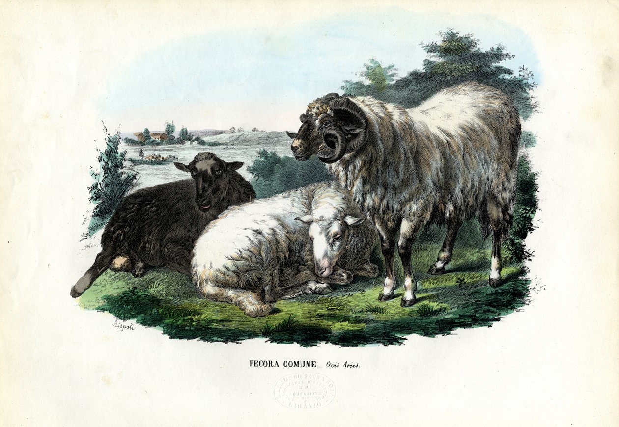 Mouton domestique, 1863-79 - Raimundo Petraroja