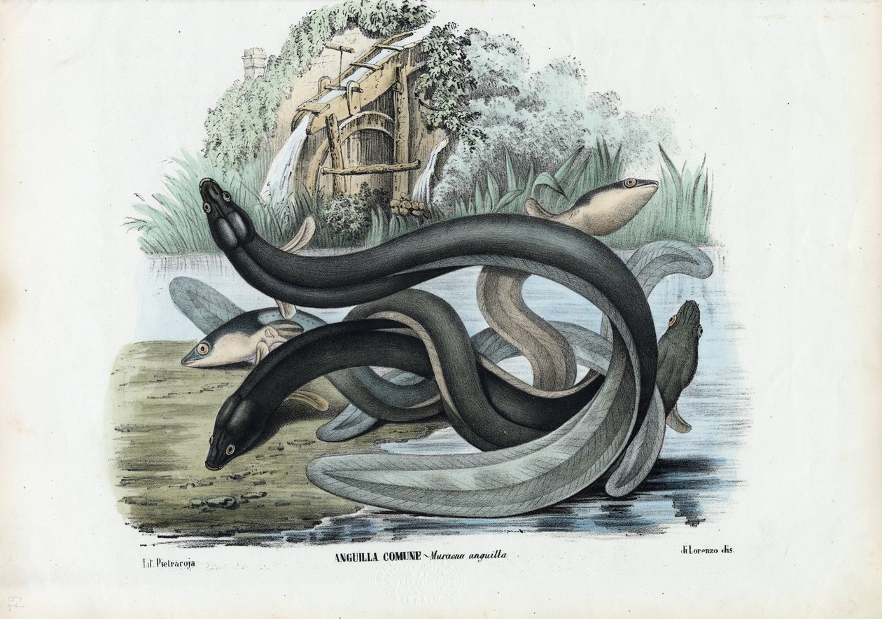 Anguille, 1863-79 - Raimundo Petraroja