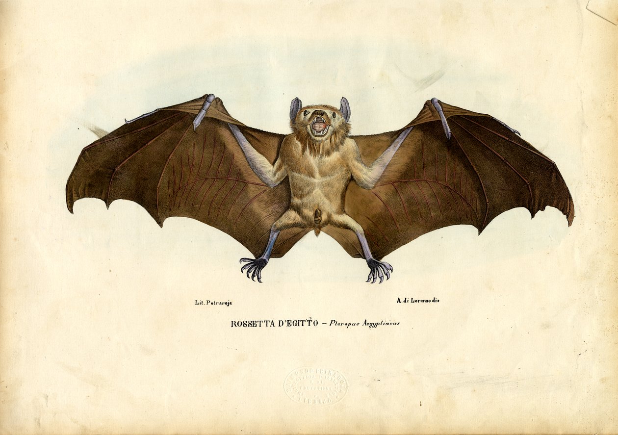 Chauve-souris égyptienne, 1863-79 - Raimundo Petraroja