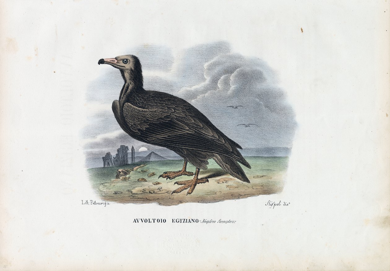 Vautour égyptien, 1863-79 - Raimundo Petraroja