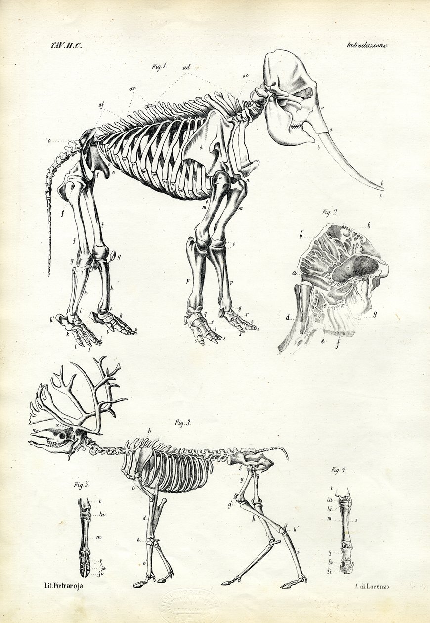 Éléphant, 1863-79 - Raimundo Petraroja