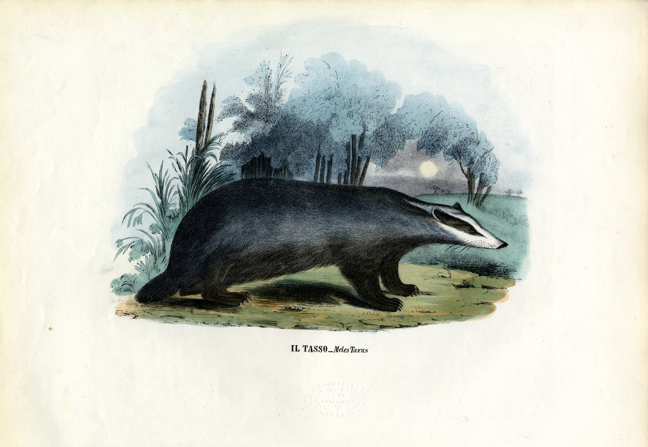 Blaireau européen, 1863-79 - Raimundo Petraroja