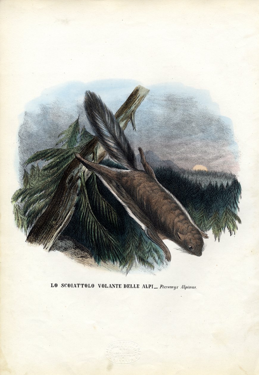 Écureuil volant, 1863-79 - Raimundo Petraroja