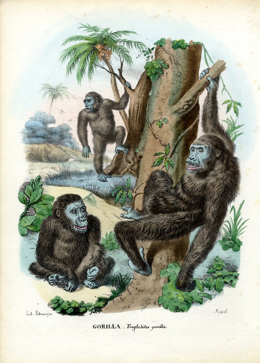 Gorille, 1863-79 - Raimundo Petraroja