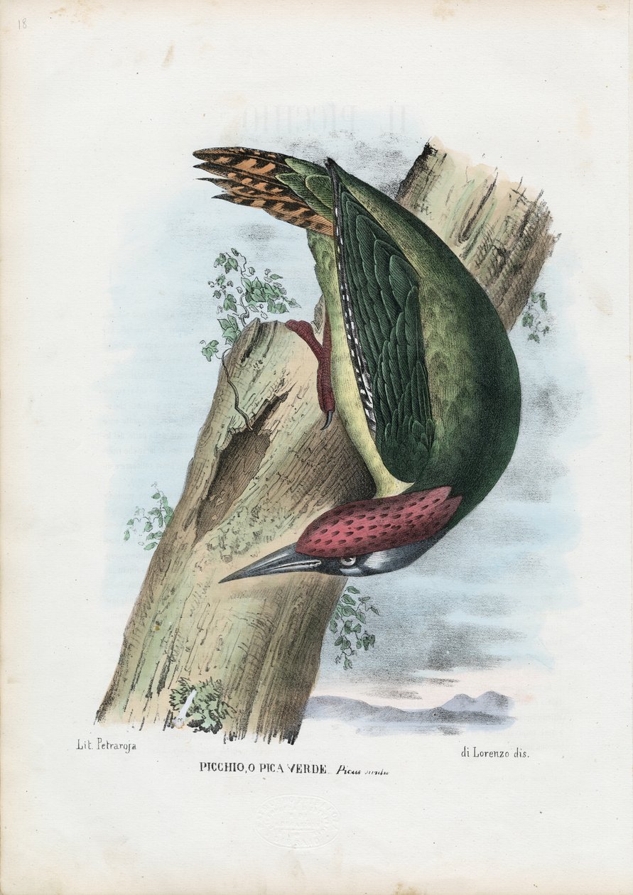 Pic vert, 1863-79 - Raimundo Petraroja